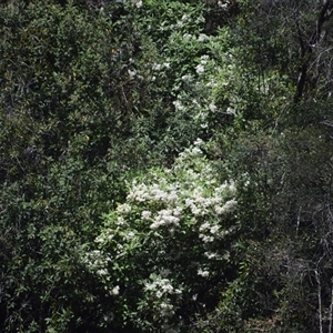 Clematis aristata at West Coast, TAS by LyndalT