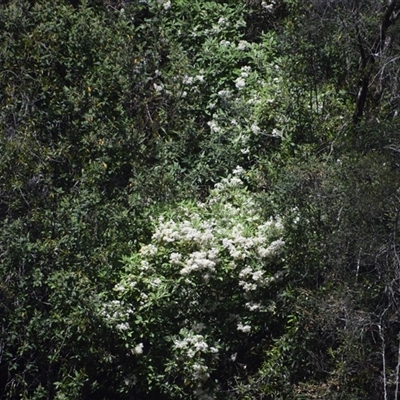 Clematis aristata at West Coast, TAS - 7 Nov 2024 by LyndalT