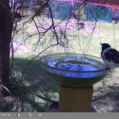 Cracticus nigrogularis at suppressed - suppressed