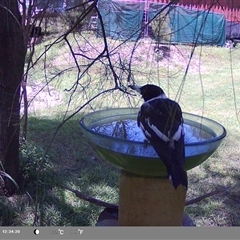 Cracticus nigrogularis at suppressed - suppressed