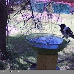 Cracticus nigrogularis at suppressed - suppressed