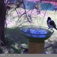 Cracticus nigrogularis at suppressed - suppressed