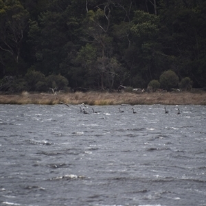 Cygnus atratus (Black Swan) at West Coast, TAS by LyndalT