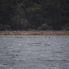 Cygnus atratus at West Coast, TAS - 8 Nov 2024