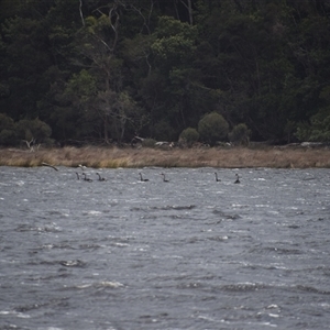 Cygnus atratus at West Coast, TAS - 8 Nov 2024