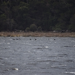 Cygnus atratus at West Coast, TAS - 8 Nov 2024