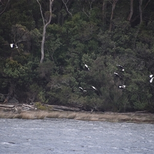 Cygnus atratus at West Coast, TAS - 8 Nov 2024