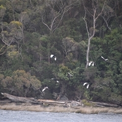 Cygnus atratus at West Coast, TAS - 8 Nov 2024