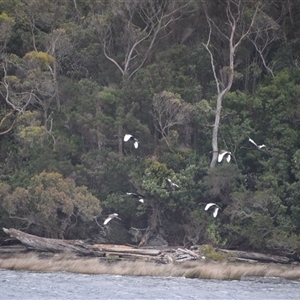 Cygnus atratus at West Coast, TAS - 8 Nov 2024