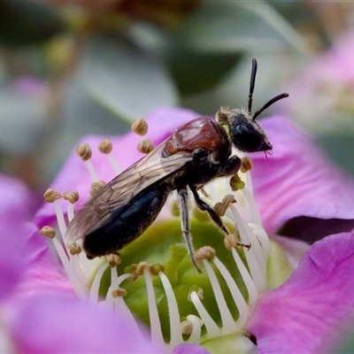 Euryglossa ephippiata (Saddleback Euryglossine Bee) at Florey, ACT - 6 Nov 2024 by KorinneM