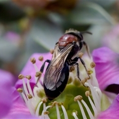 Euryglossa ephippiata at Florey, ACT - suppressed