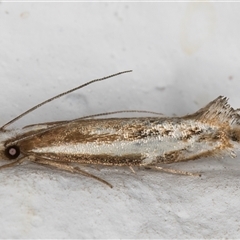 Erechthias acontistes (Tineidae) at Melba, ACT - 12 Nov 2024 by kasiaaus