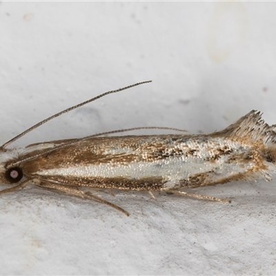 Erechthias acontistes (Tineidae) at Melba, ACT - 12 Nov 2024 by kasiaaus