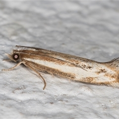 Erechthias acontistes at Melba, ACT - 12 Nov 2024 09:53 PM