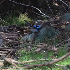 Malurus cyaneus (Superb Fairywren) at Corinna, TAS - 8 Nov 2024 by LyndalT