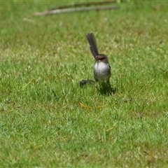 Malurus cyaneus at Corinna, TAS - 8 Nov 2024