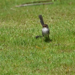 Malurus cyaneus at Corinna, TAS - 8 Nov 2024