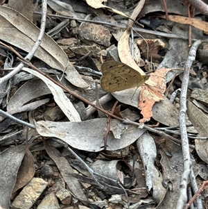 Heteronympha merope at Aranda, ACT - 13 Nov 2024