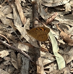 Heteronympha merope at Aranda, ACT - 13 Nov 2024