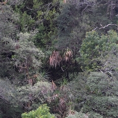 Richea pandanifolia (Pandani) at Southwest, TAS - 9 Nov 2024 by LyndalT