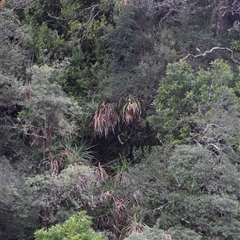 Richea pandanifolia at Southwest, TAS - 9 Nov 2024