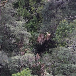 Richea pandanifolia at Southwest, TAS - 9 Nov 2024