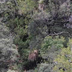 Richea pandanifolia at Southwest, TAS - 9 Nov 2024 10:29 AM