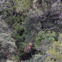 Richea pandanifolia at Southwest, TAS - 9 Nov 2024