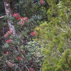 Richea pandanifolia at Southwest, TAS - 9 Nov 2024 10:29 AM