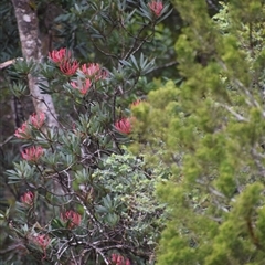 Richea pandanifolia at Southwest, TAS - 9 Nov 2024