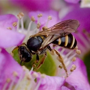 Lasioglossum (Chilalictus) bicingulatum at Florey, ACT - 6 Nov 2024