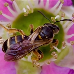 Lasioglossum (Chilalictus) bicingulatum at Florey, ACT - 6 Nov 2024