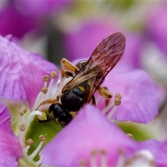 Lasioglossum (Chilalictus) bicingulatum at Florey, ACT - 6 Nov 2024