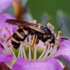 Lasioglossum (Chilalictus) bicingulatum at Florey, ACT - 6 Nov 2024