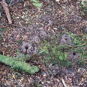 Unidentified Other Invertebrate at Strahan, TAS by LyndalT