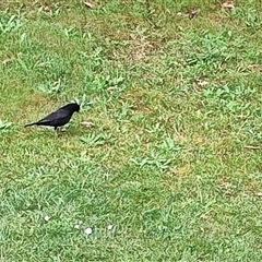 Turdus merula (Eurasian Blackbird) at Strahan, TAS - 8 Nov 2024 by LyndalT