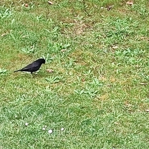 Turdus merula (Eurasian Blackbird) at Strahan, TAS by LyndalT