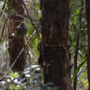 Acanthiza pusilla (Brown Thornbill) at Southwest, TAS by LyndalT