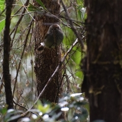 Acanthiza pusilla at Southwest, TAS - 9 Nov 2024