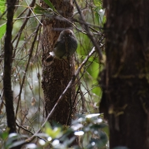 Acanthiza pusilla at Southwest, TAS - 9 Nov 2024