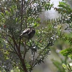 Acanthiza pusilla at Southwest, TAS - 9 Nov 2024