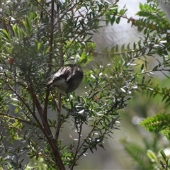 Acanthiza pusilla at Southwest, TAS - 9 Nov 2024 11:06 AM