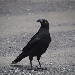 Strepera fuliginosa (Black Currawong) at Strahan, TAS - 9 Nov 2024 by LyndalT