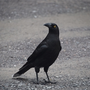 Strepera fuliginosa (Black Currawong) at Strahan, TAS by LyndalT