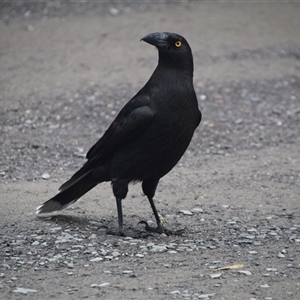 Strepera fuliginosa at Strahan, TAS - 9 Nov 2024 05:00 PM