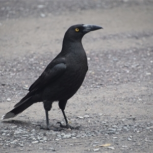 Strepera fuliginosa at Strahan, TAS - 9 Nov 2024 05:00 PM