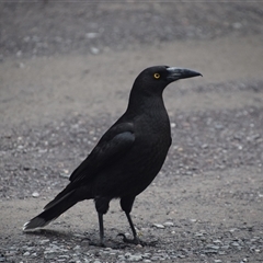 Strepera fuliginosa at Strahan, TAS - 9 Nov 2024