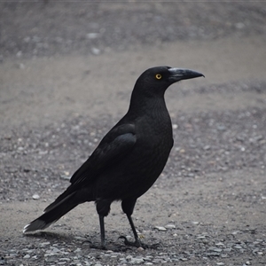 Strepera fuliginosa at Strahan, TAS - 9 Nov 2024 05:00 PM