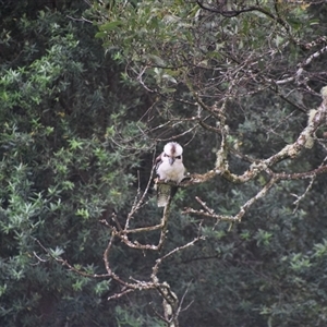 Dacelo novaeguineae (Laughing Kookaburra) at Strahan, TAS by LyndalT