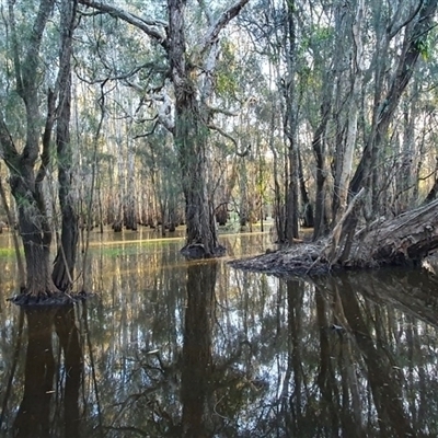 Melaleuca quinquenervia at Shark Creek, NSW - 14 Nov 2024 by Topwood